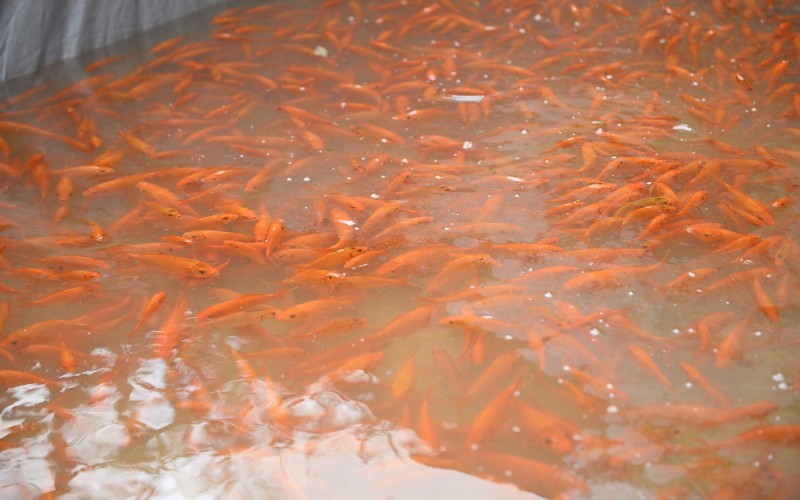 "Thủ phủ" cá chép đỏ tất bật trước ngày ông Công, ông Táo, nhiều hộ thu hàng trăm triệu đồng