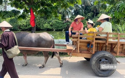 Du khách thích thú với dịch vụ xe trâu tại làng cổ Đường Lâm