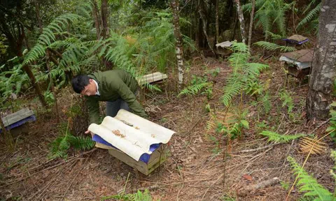 Dưới tán rừng Mù Cang Chải: [Bài II] Tưng bừng mùa hoa