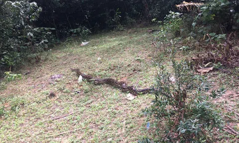 Thăm đồng, nông dân ở Hà Tĩnh bắt được trăn gấm nặng 35kg