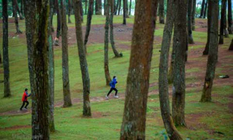 Lạc bước ở rừng thông Yên Minh - Thảo nguyên xanh giữa cao nguyên đá