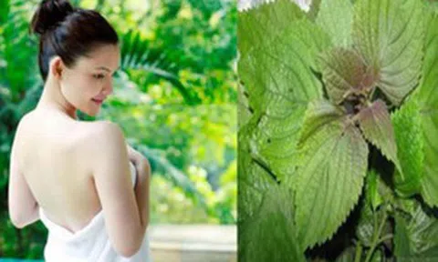 Diệt sạch mụn lưng, lấy lại làn da trắng sáng khi tắm bằng chanh tía tô