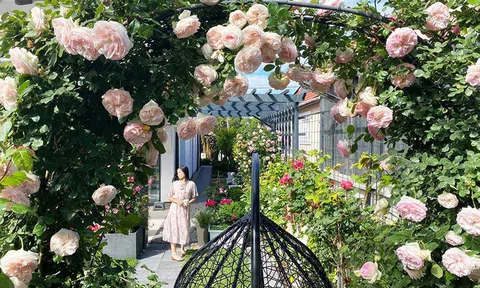 Vườn hồng hàng trăm mét, hoa nở rực rỡ của vợ chồng Việt ở trời Âu