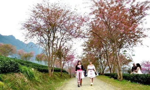 Thắm sắc anh đào Nhật giữa núi rừng Sa Pa