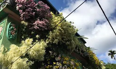 Ngôi nhà ngập tràn sắc màu hoa cúc đẹp lãng mạn của cô giáo phố núi Sơn La