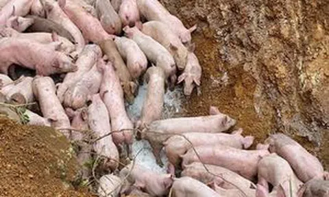 Triệu tập người đổ trộm đàn lợn nghi nhiễm dịch bệnh