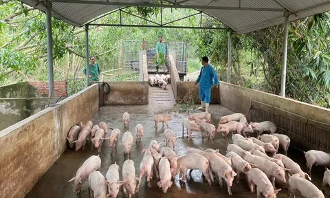 Nguy cơ dịch tả lợn châu Phi lan rộng ở Hà Tĩnh vì người dân vứt xác lợn bừa bãi