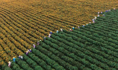 Loại trà từng được coi là kênh đầu tư thay thế BĐS hay chứng khoán nay chứng kiến giá lao dốc hơn 80%: Cuộc khủng hoảng bong bóng xa xỉ tại Trung Quốc