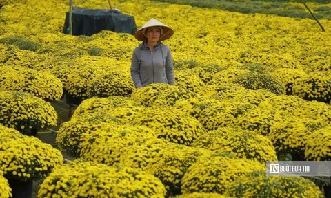 Không để nông dân đơn độc giữa mùa hoa Tết nở sớm