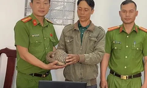 Tê tê Java quý hiếm đi lạc vào nhà dân