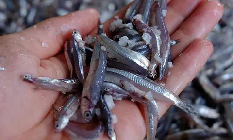 Loại cá "nhà nghèo" lại là kho thuốc quý với cơ thể, chợ Việt bán rẻ như cho