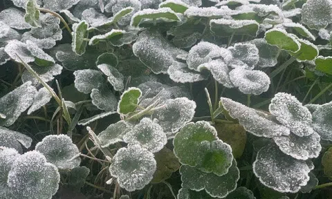 Miền Tây Nghệ An rét đậm, nhiệt độ giảm xuống -5°C, băng giá bao phủ