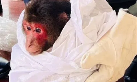 Tiếp nhận khỉ mặt đỏ nguy cấp, quý hiếm