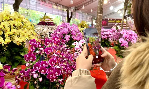 Lan hồ điệp giá hàng chục triệu đồng “xuống phố” dịp Tết Nguyên đán 2026