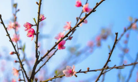 Đào rừng nở rộ trên núi đá Cao Sơn, mang về tiền tỷ cho bản vùng cao