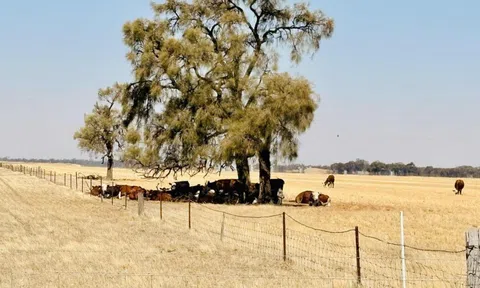 Úc nắng nóng như thiêu đốt, nhiệt độ gần chạm 50℃