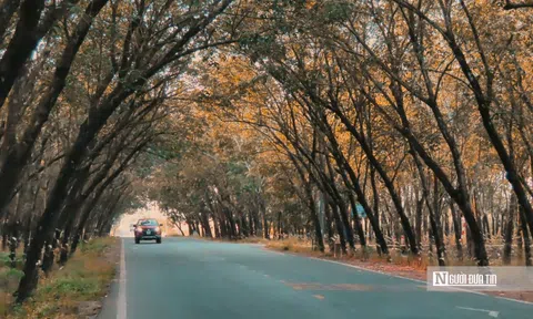 Đẹp hút hồn rừng cao su vào mùa thay lá ở Tây Ninh