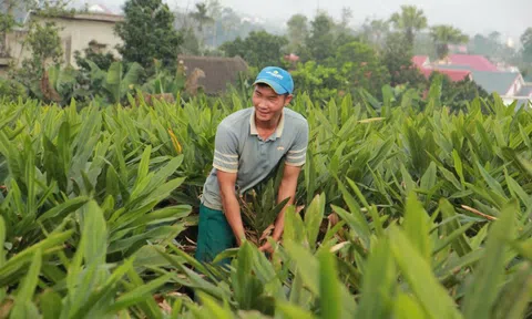 "Vàng xanh" giúp nông dân kiếm hàng trăm triệu đồng trên mỗi héc-ta