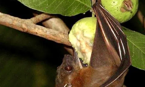 Bộ Y tế khuyến cáo không tiếp xúc, ăn thực phẩm từ động vật hoang dã để phòng bệnh do virus Nipah