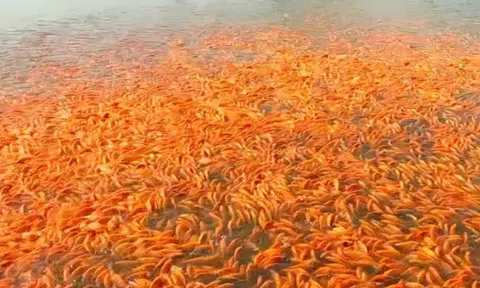 Hàng triệu con cá chép đỏ chuẩn bị ra thị trường phục vụ ngày tiễn ông Công, ông Táo