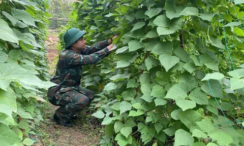 Rau, gà bộ đội tăng gia đắt hàng dịp Tết