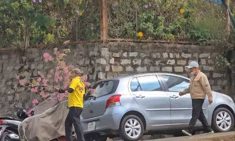 Người bẻ mai anh đào trong nhà công vụ ở Đà Lạt khai gì?