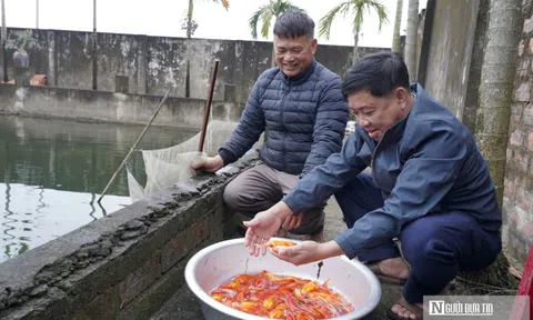 Làng cá chép đỏ tất bật trước ngày ông Công, ông Táo