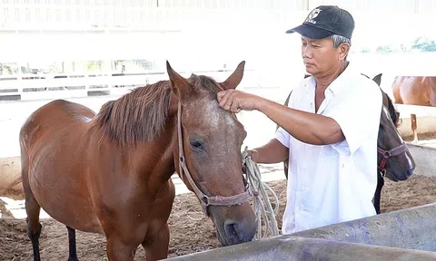 Những người vương vấn nghề nuôi ngựa đua Đức Hòa - Kỳ 1: Đường đua đã dừng, ngựa buồn bên chủ