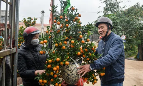 Quất 3 triệu đồng/cây đắt khách, đào 1,4 triệu đồng/cành khách lắc đầu bỏ đi