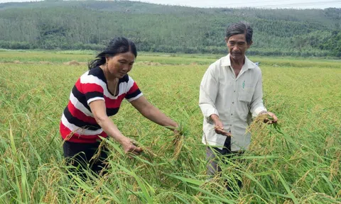 Ngày Tết thèm nếp ngự Sa Huỳnh
