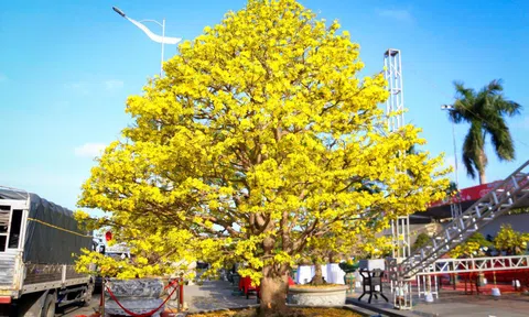 Mai Đà Nẵng đẹp bung lụa, những cây giá cao vẫn chờ khách