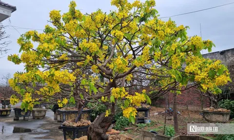 Nông dân thu tiền tỷ từ cây mai vàng Yên Tử