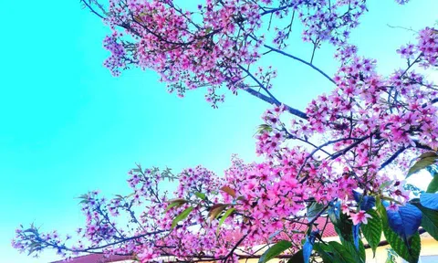 Chậm lại thôi, chậm lại để yêu, chậm lại để nghe hoa mai anh đào đang nở