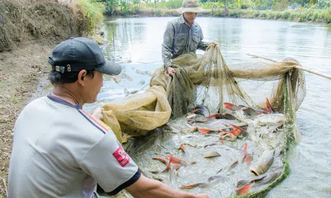 Nuôi cá lăng đuôi đỏ ven sông Sêrêpốk thắng đậm dịp Tết