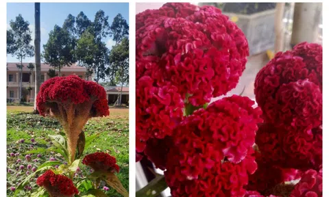 20 năm qua tôi đều nhận được chậu hoa mào gà lung linh dịp Tết