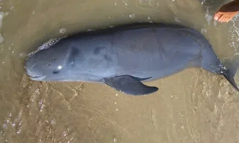 29 Tết, Cá Ông dạt vào bờ biển Vũng Tàu