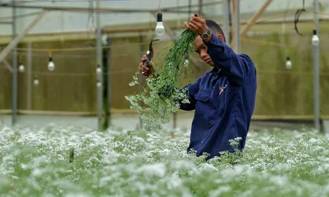 Hoa Đà Lạt: từ 35 lưu dân Hà thành đến vựa hoa châu Á