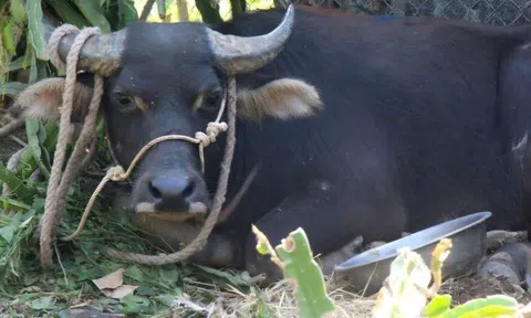 Trâu 'điên' húc hai người ở Quảng Trị