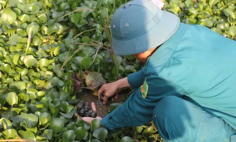 Hà Tĩnh: Nuôi “vàng đen”, nông dân thu tiền triệu mỗi ngày
