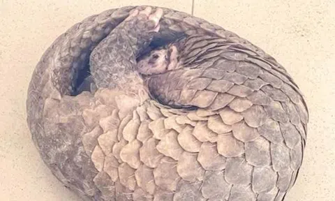 Tự nguyện giao nộp tê tê quý hiếm ở Cần Thơ