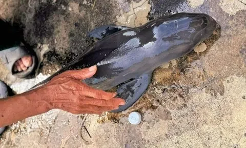 Cá voi chết trôi dạt vào bờ biển Gia Lai