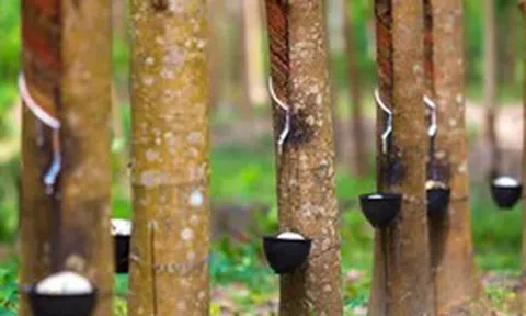 Bất chấp chiến sự Trung Đông, một cổ phiếu tăng trần 18 phiên liên tục