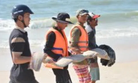 Cá rồng biển quý hiếm trôi dạt vào biển Mũi Né