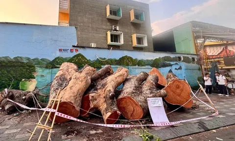 Trường học ở TP.HCM bán đấu giá một cây xà cừ, khởi điểm hơn 80 triệu