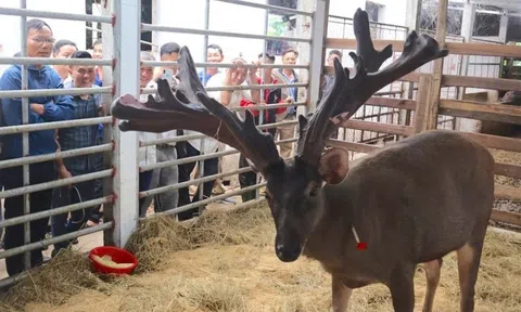 Gây mê để thu hoạch cặp nhung nai 'khủng' hiếm có hơn 13 kg