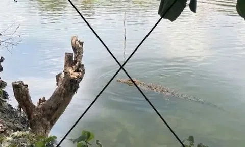 Tạo ảnh cá sấu hù em lại gây xôn xao địa phương