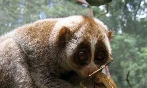 Phát hiện 4 loài quý hiếm mới tại khu Thần Sa - Phượng Hoàng