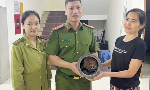 Cu li quý hiếm bò vào nhà dân ở Sơn La