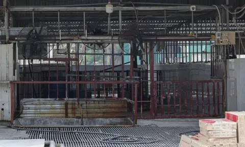 Cận cảnh lò mổ tuồn gần 300 tấn lợn bệnh vào trường học ở Hà Nội
