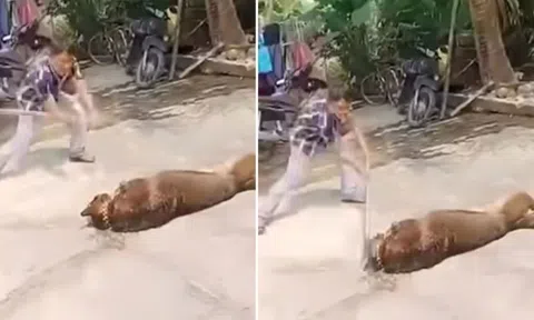 Cụ ông 83 tuổi tử vong do bị chó béc giê tấn công